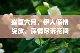 盛夏六月，伊人倾情绽放，深情尽诉花间，传颂不息的浪漫故事 v9.7.9下载