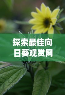 探索最佳向日葵观赏网站：免费体验绚丽花海的魅力与乐趣 v8.2.1下载