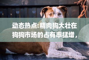 动态热点:精肉狗大壮在狗狗市场的占有率猛增，引领犬类宠物新风潮