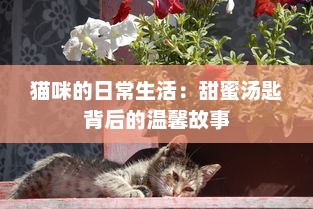 猫咪的日常生活：甜蜜汤匙背后的温馨故事