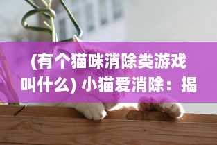 (有个猫咪消除类游戏叫什么) 小猫爱消除：揭秘萌萌小猫的智力挑战与消除乐趣