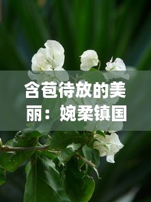 含苞待放的美丽：婉柔镇国公之花，盛世繁华的瑰丽象征