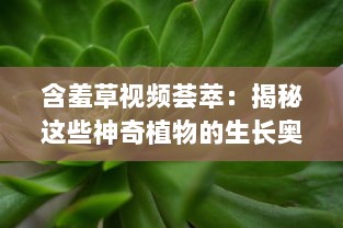 含羞草视频荟萃：揭秘这些神奇植物的生长奥秘 观察与记录，见证含羞草独特的自我保护机制