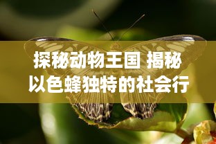 探秘动物王国 揭秘以色蜂独特的社会行为与影响力：了解它们如何通过视频传播改变生态系统 v9.4.4下载