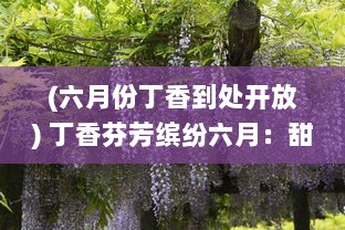 (六月份丁香到处开放) 丁香芬芳缤纷六月：甜蜜的生活、初夏的浪漫与满溢的盛夏香气