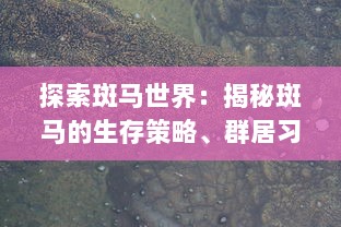 探索斑马世界：揭秘斑马的生存策略、群居习性及其在生态环境中的重要作用