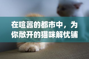 在喧嚣的都市中，为你敞开的猫咪解忧铺：关于治愈生活压力的呢喃小店