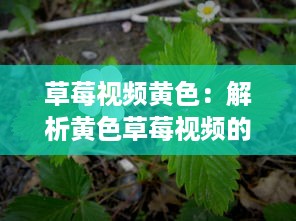 草莓视频黄色：解析黄色草莓视频的意义和影响，及其在娱乐行业中的独特地位 v2.9.3下载