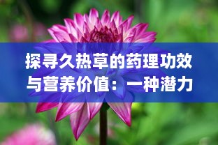 探寻久热草的药理功效与营养价值：一种潜力无穷的草本植物资源