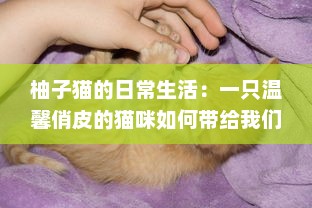 柚子猫的日常生活：一只温馨俏皮的猫咪如何带给我们无尽的幸福感 v9.3.4下载