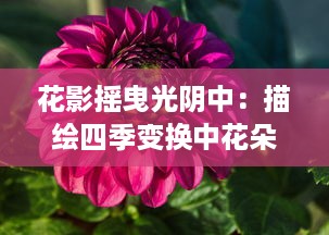 花影摇曳光阴中：描绘四季变换中花朵影子的韵律与浪漫 v2.7.5下载