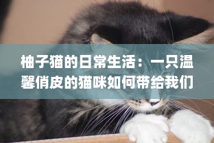 柚子猫的日常生活：一只温馨俏皮的猫咪如何带给我们无尽的幸福感 v5.6.9下载