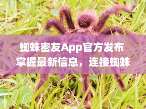 蜘蛛密友App官方发布 掌握最新信息，连接蜘蛛侠粉丝社区  ， 你的超级英雄资讯库 v8.1.4下载