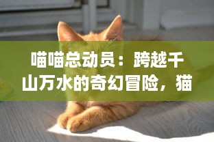 喵喵总动员：跨越千山万水的奇幻冒险，猫咪们如何联手拯救他们的世界