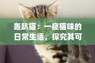 轰趴猫：一窥猫咪的日常生活，探究其可爱动作背后隐藏的科学奥秘 v8.3.5下载