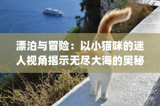 漂泊与冒险：以小猫咪的迷人视角揭示无尽大海的奥秘，猫咪航海记