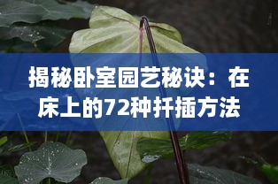 揭秘卧室园艺秘诀：在床上的72种扦插方法，让你的植物生长更茂盛 v4.9.9下载