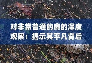 对非常普通的鹿的深度观察：揭示其平凡背后的独特生命力与环境适应性