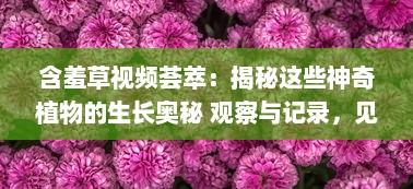 含羞草视频荟萃：揭秘这些神奇植物的生长奥秘 观察与记录，见证含羞草独特的自我保护机制 v0.9.3下载