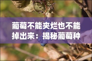 葡萄不能夹烂也不能掉出来：揭秘葡萄种植与保存中的艺术与科学 v6.2.2下载