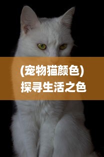 (宠物猫颜色) 探寻生活之色彩：从宠物色猫的独特肤色理解遗传物理学的奥秘