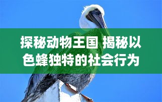 探秘动物王国 揭秘以色蜂独特的社会行为与影响力：了解它们如何通过视频传播改变生态系统 v9.9.3下载