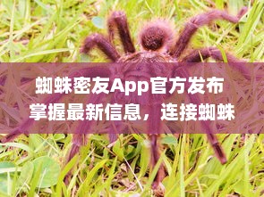 蜘蛛密友App官方发布 掌握最新信息，连接蜘蛛侠粉丝社区  ， 你的超级英雄资讯库 v3.8.7下载