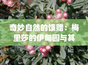 奇妙自然的馈赠：梅里莎的伊甸园与其植物花卉的神秘魅力之探讨 v7.5.5下载