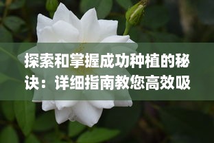 探索和掌握成功种植的秘诀：详细指南教您高效吸小花园的方法