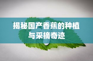 揭秘国产香蕉的种植与采摘奇迹