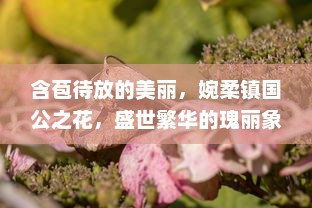 含苞待放的美丽，婉柔镇国公之花，盛世繁华的瑰丽象征